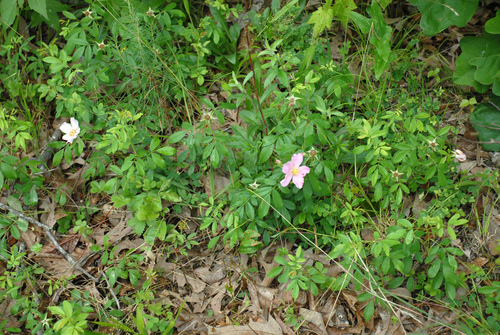 Rosa carolina
