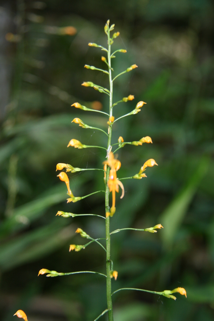 Globba francisci