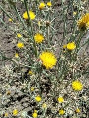 Centaurea solstitialis