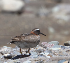 Phegornis mitchellii