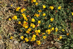 Lotus corniculatus