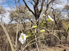 Ipomoea intrapilosa