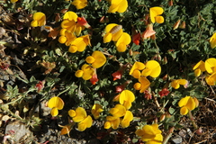 Lotus corniculatus