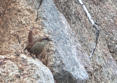 Scelorchilus albicollis