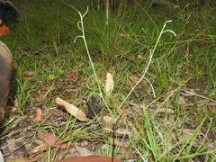 Dianella rara