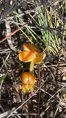 Hygrocybe acutoconica