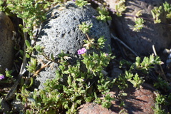 Calibrachoa parviflora