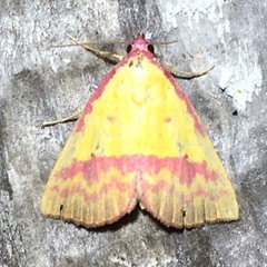 Phytometra rhodarialis