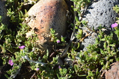 Calibrachoa parviflora