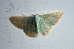 Prasinocyma semicrocea