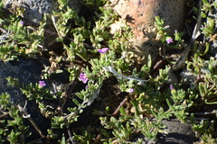 Calibrachoa parviflora