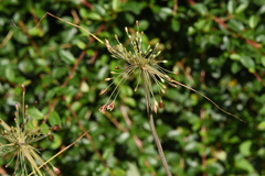Allium paniculatum
