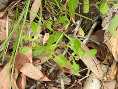 Sphaeromorphaea australis