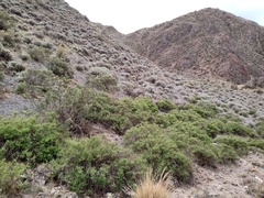 Clinopodium gilliesii