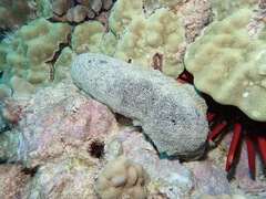 Holothuria whitmaei