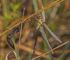 Triacanthagyna trifida