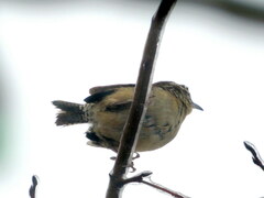 Thryothorus ludovicianus