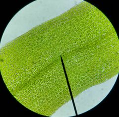 Fissidens fontanus