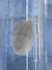 Trinectes maculatus