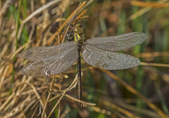 Triacanthagyna trifida