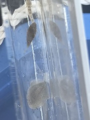 Trinectes maculatus