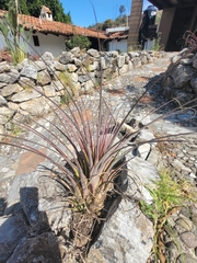 Tillandsia calothyrsus