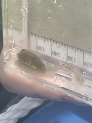 Trinectes maculatus