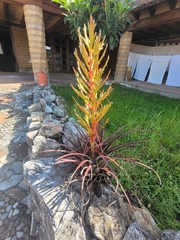 Tillandsia calothyrsus
