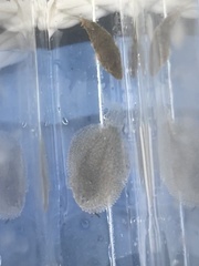 Trinectes maculatus