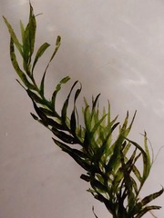 Fissidens fontanus