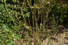 Allium paniculatum