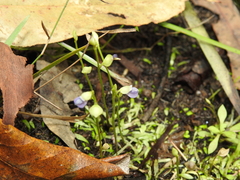 Utricularia uliginosa