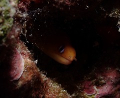 Gymnothorax melatremus