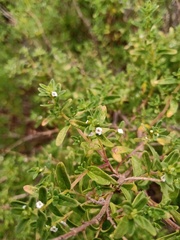Clinopodium gilliesii