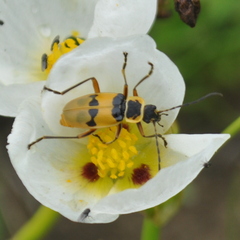 Chauliognathus flavipes