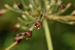 Allium paniculatum