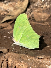 Anteos maerula