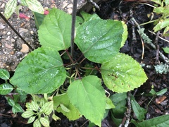 Clerodendrum bungei