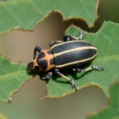 Eudiagogus episcopalis