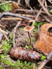 Auriscalpium vulgare