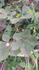Handroanthus