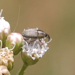 Geraeus
