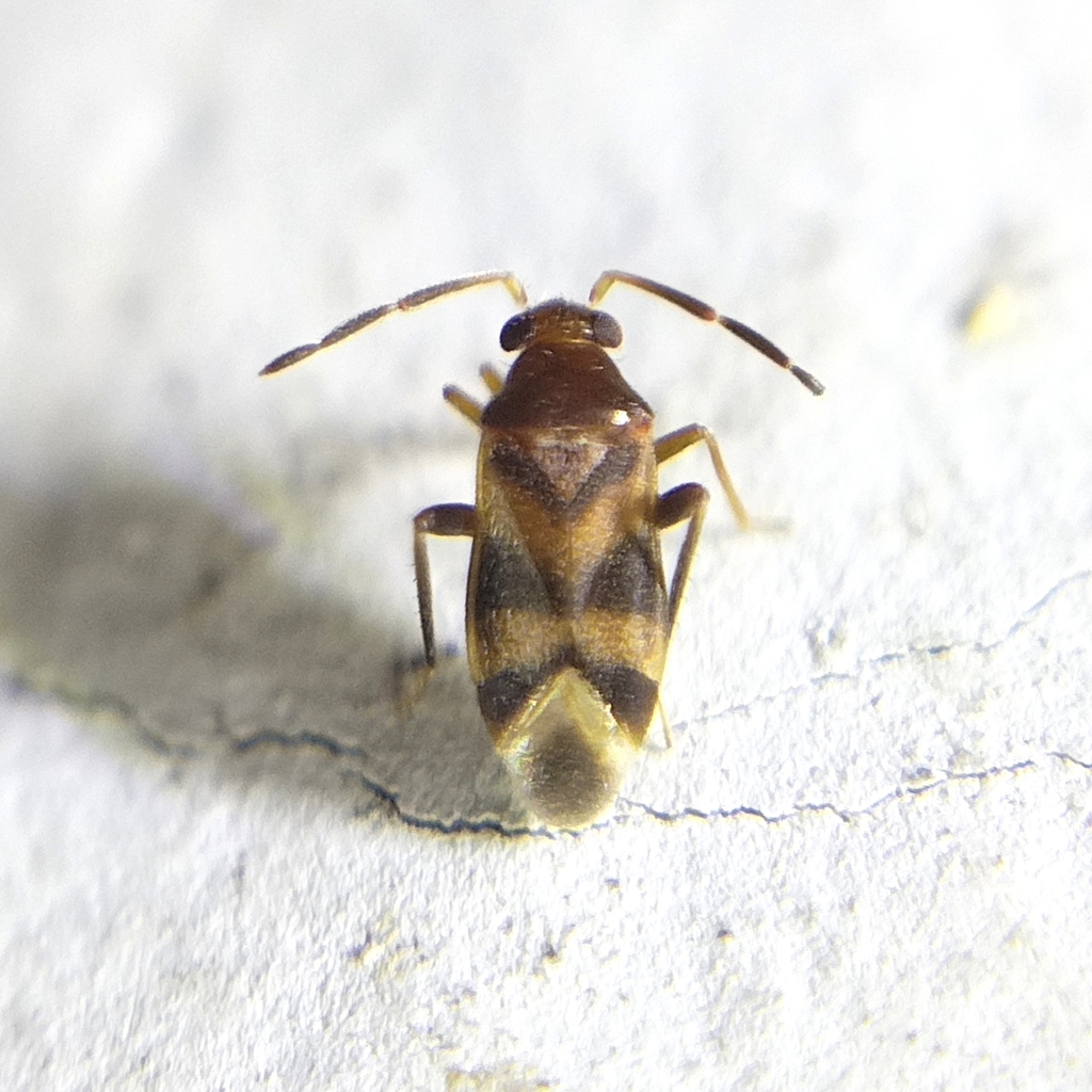 Eucerella