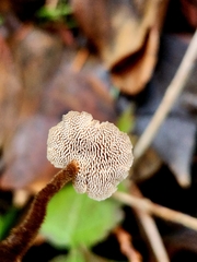 Auriscalpium vulgare