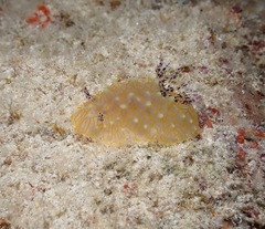 Halgerda terramtuentis