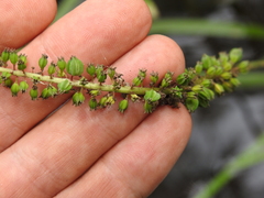 Cycnogeton multifructum