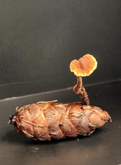 Auriscalpium vulgare