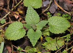 Lamium