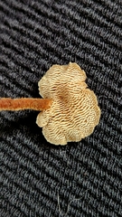 Auriscalpium vulgare