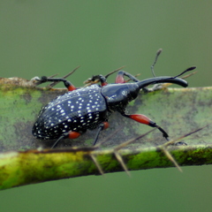 Heilipodus erythropus